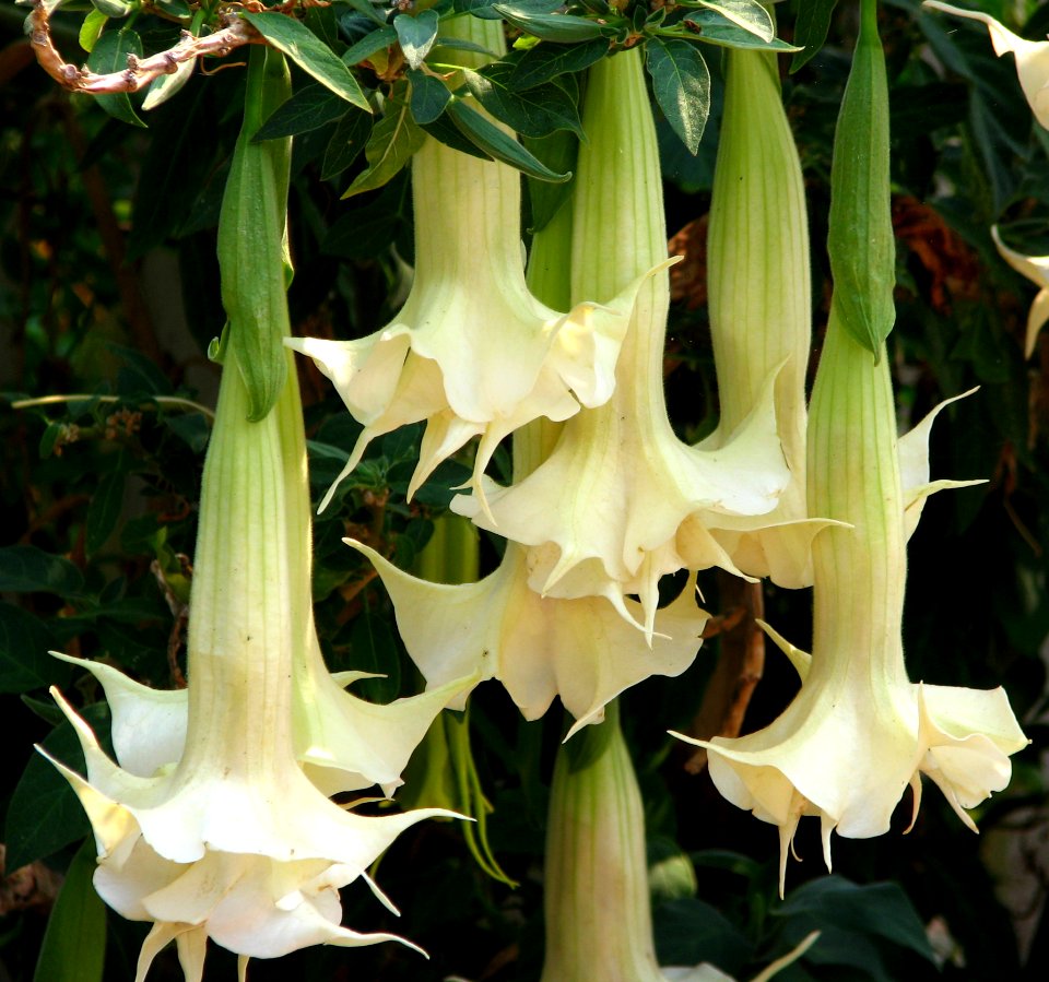 White Angels Trumpet