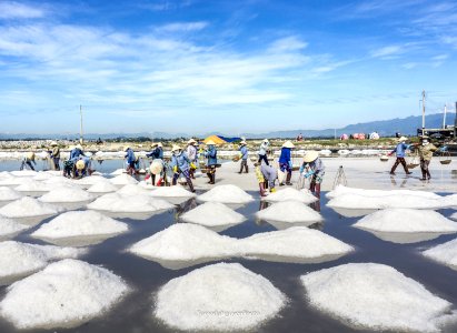 SALT FIELD