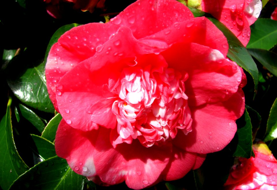 Pink-and-white Camellia 1