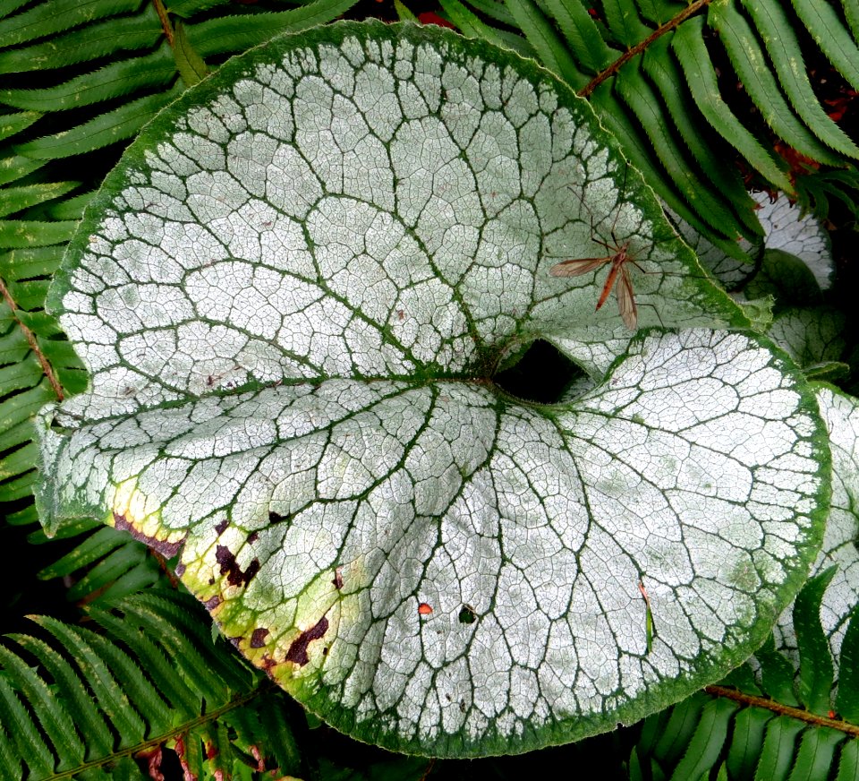 Green-and-white Leaf 2