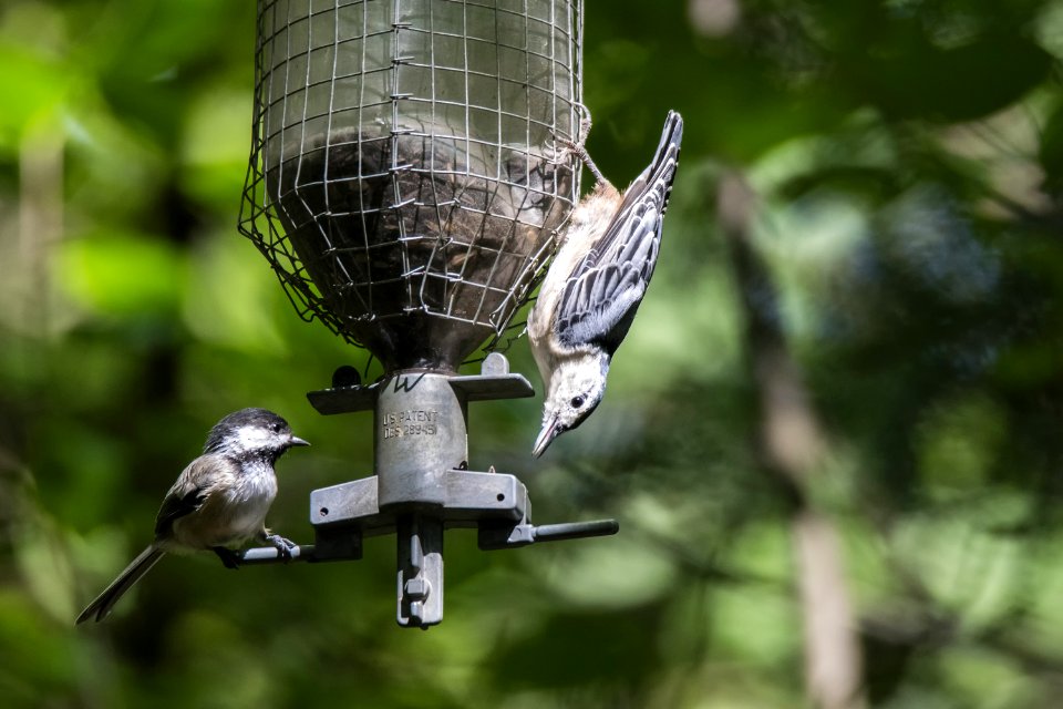 Oiseau (Sittelle  Poitrine Blanche) 054