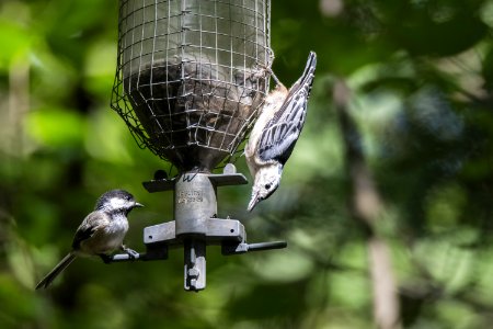 Oiseau (Sittelle  Poitrine Blanche) 054
