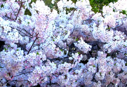 White Fruit-tree Blossoms 4 photo