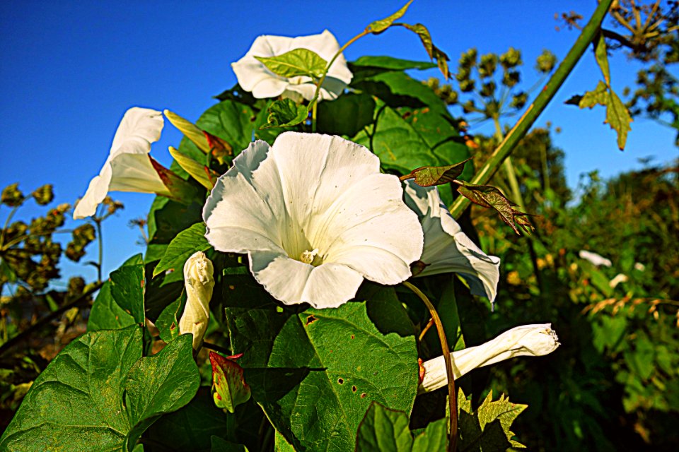 PUBLIC DOMAIN DEDICATION - Pixabay- Pexels Digionbew 16 18-08-16 Hedge Bindweed LOW RES DSC09645 photo