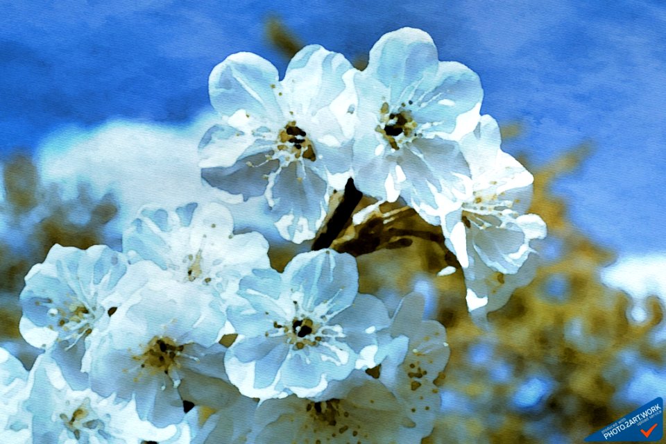Cherries - ID 16218-130711-2314