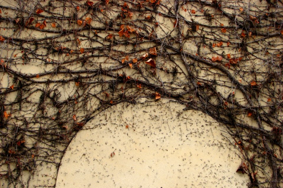 Bare Vines On Wall 3 (arch)