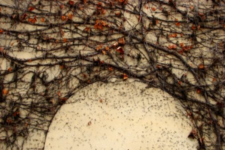 Bare Vines On Wall 3 (arch)