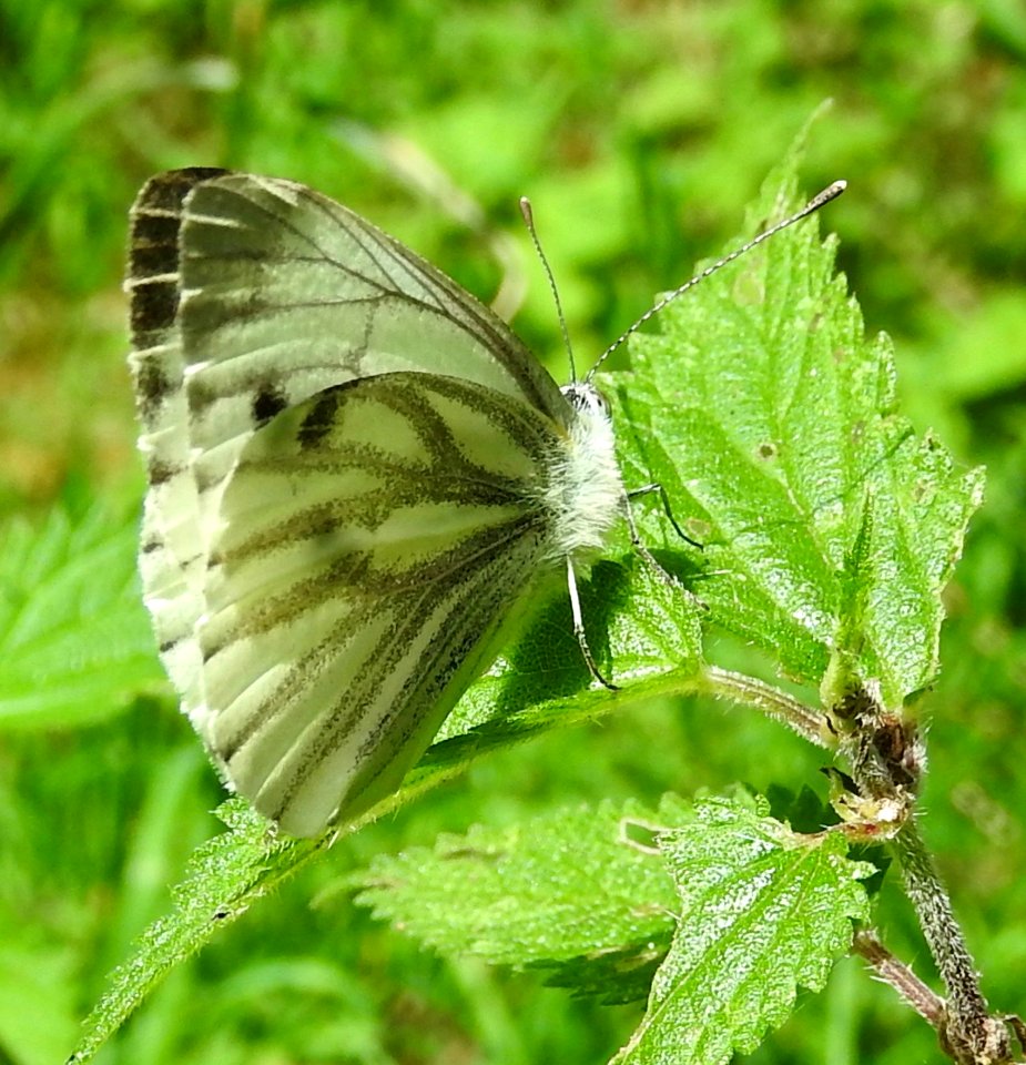 Large White () Butterfly
