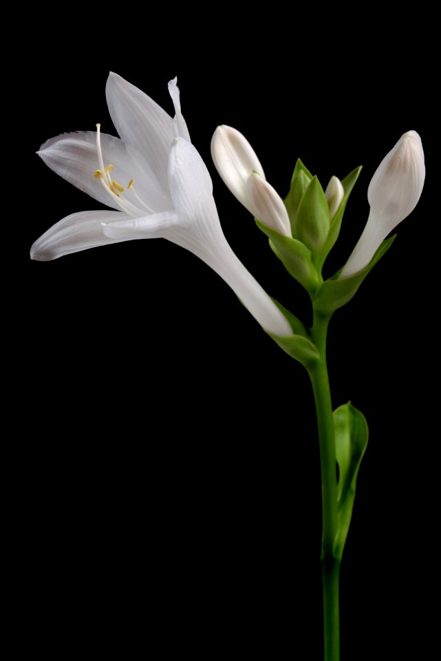 Hosta Plantaginea Flower