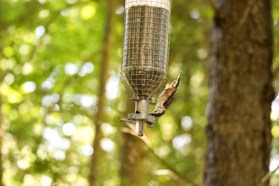 Oiseau (Sittelle  Poitrine Blanche) 044