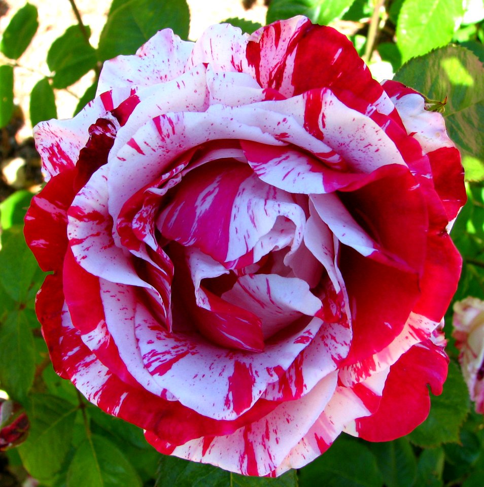 Red-and-white Striped Rose
