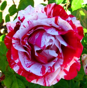 Red-and-white Striped Rose photo