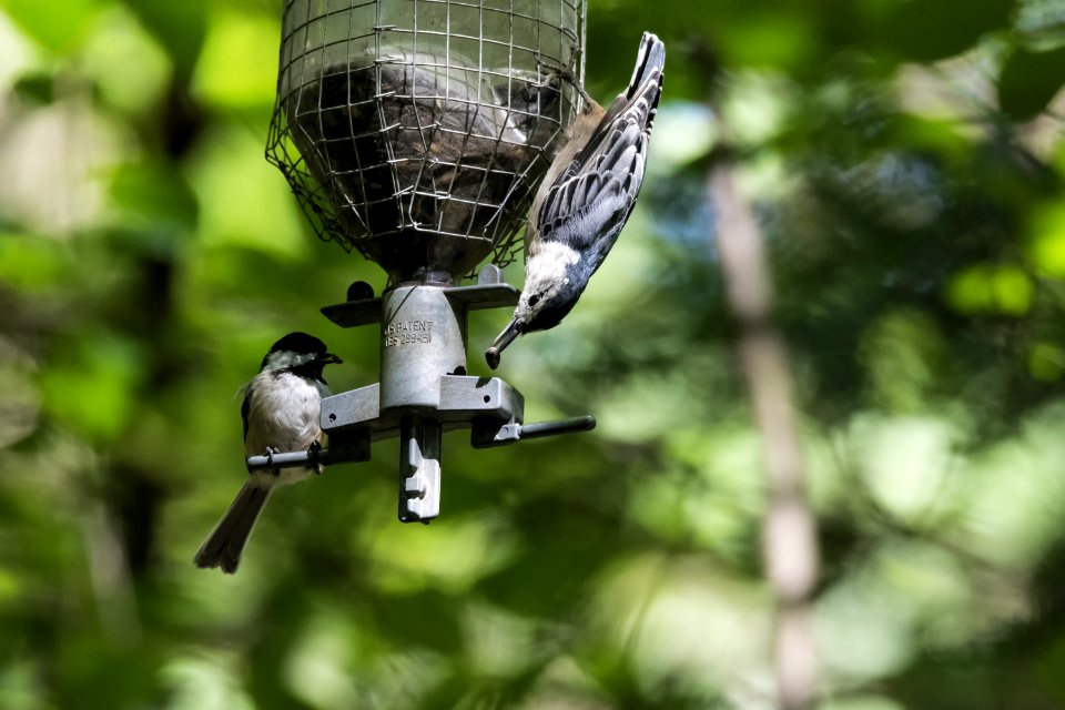 Oiseau (Sittelle  Poitrine Blanche) 057