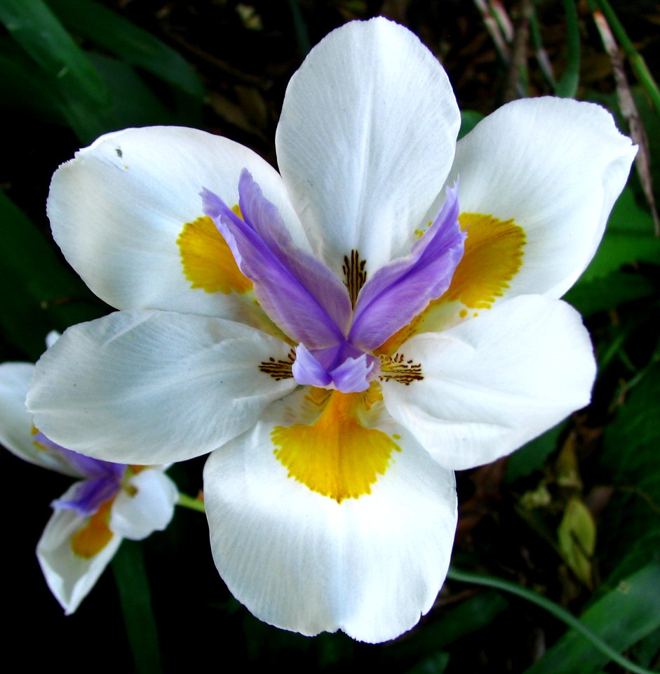 Irislike Flower