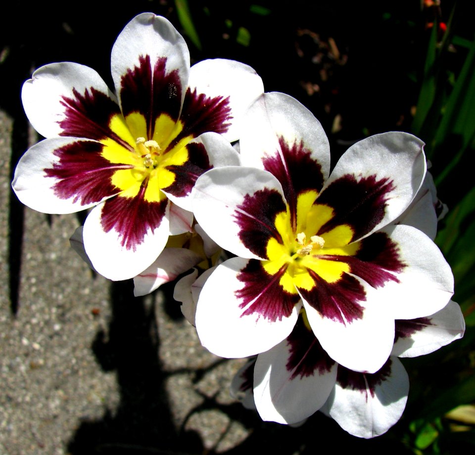 Purple-white-yellow Flowers
