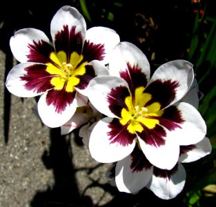 Purple-white-yellow Flowers photo