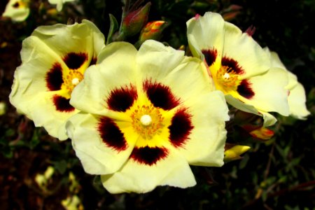 Red-yellow-cream Flowers photo
