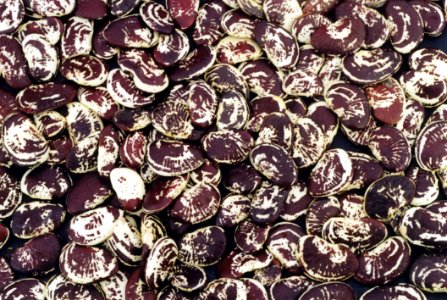 Beans