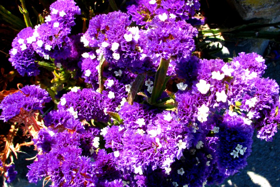 Purple-and-white Flowers