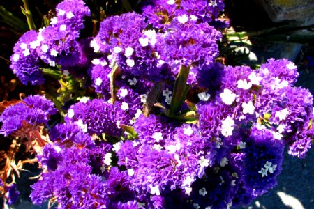Purple-and-white Flowers photo
