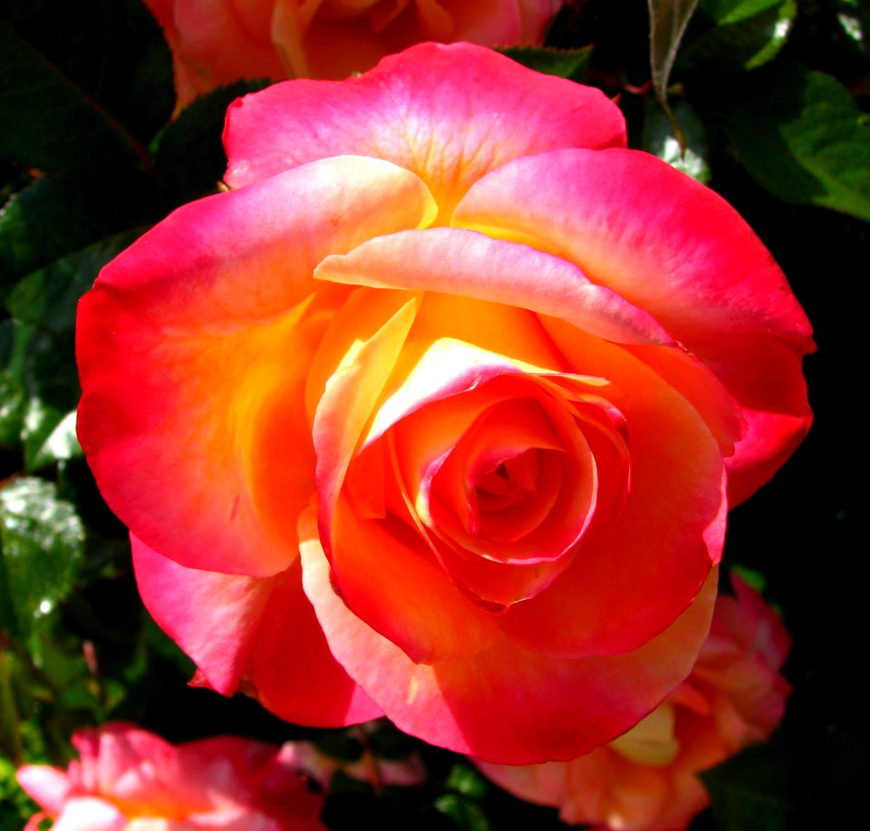 Pink-orange-yellow Rose