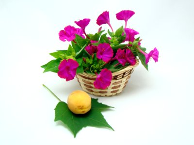 Flowers Leaf And Apricots