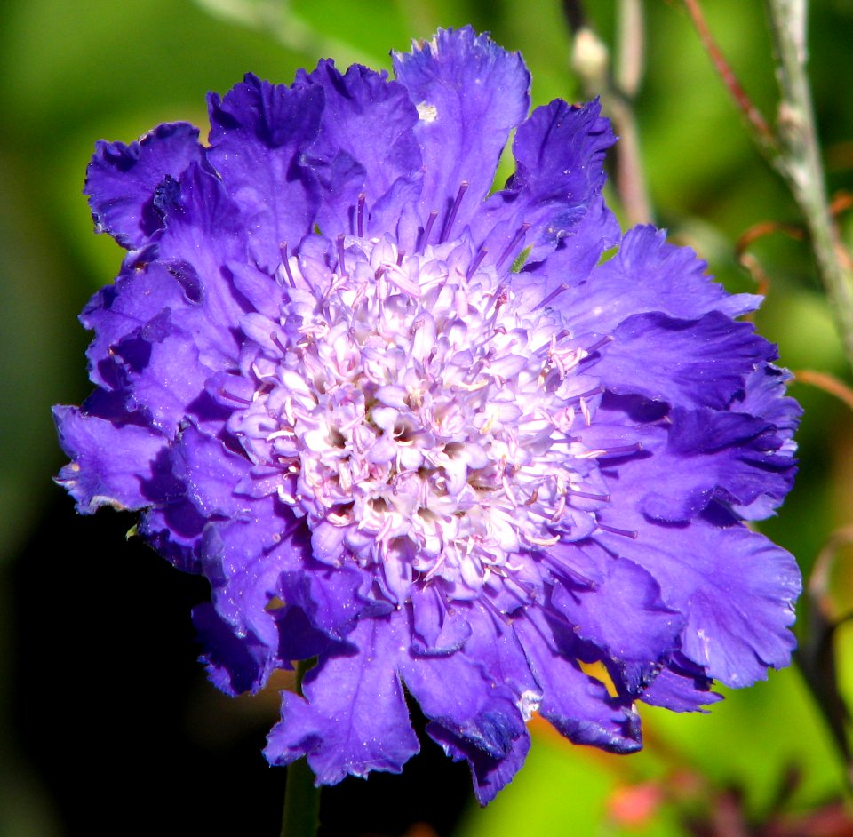 Purple-and-white Flower 2