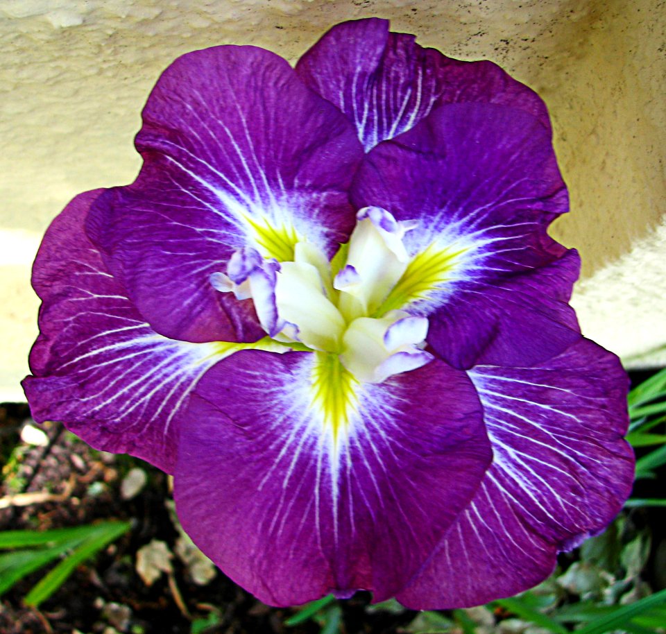 Purple Japanese Iris