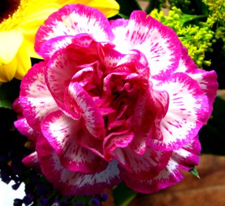 Pink-and-white Striped Flower photo