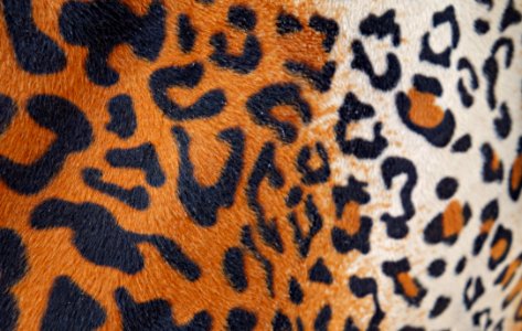 FUJI BEW ORIG A2 - Pixabay Digionbew 12 15-07-16 Panter Print Fabric LOW RES DSC06442