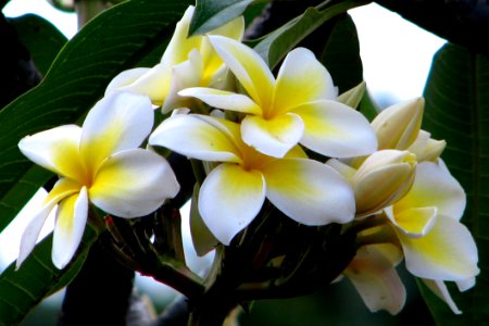 Plumeria 1 photo