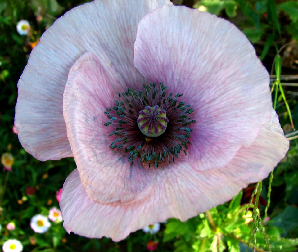 Lavender-white Poppy
