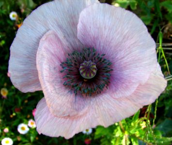Lavender-white Poppy