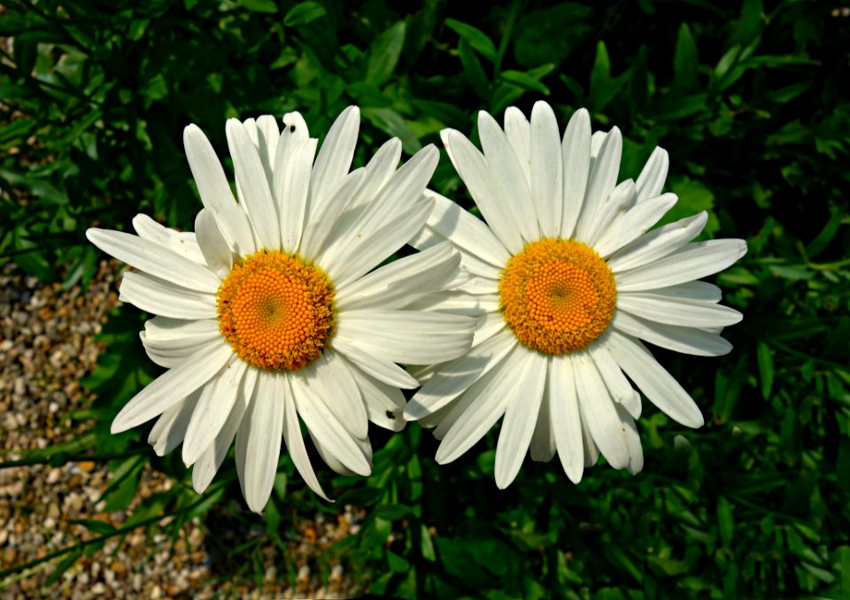 PUBLIC DOMAIN DEDICATION - Pixabay - Digionbe 11 04-07-16 Ox Eye Daisies At Frankendael LOW RES DSC04247