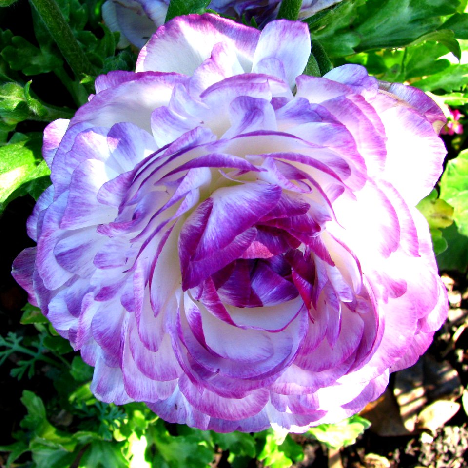 Violet-and-white Ranunculus