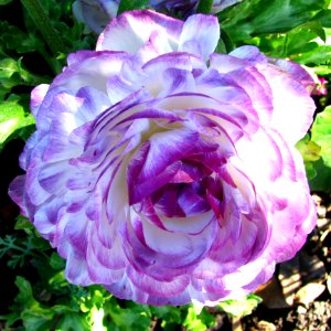 Violet-and-white Ranunculus photo