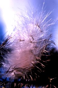 Dandelion Fluff Against Blue