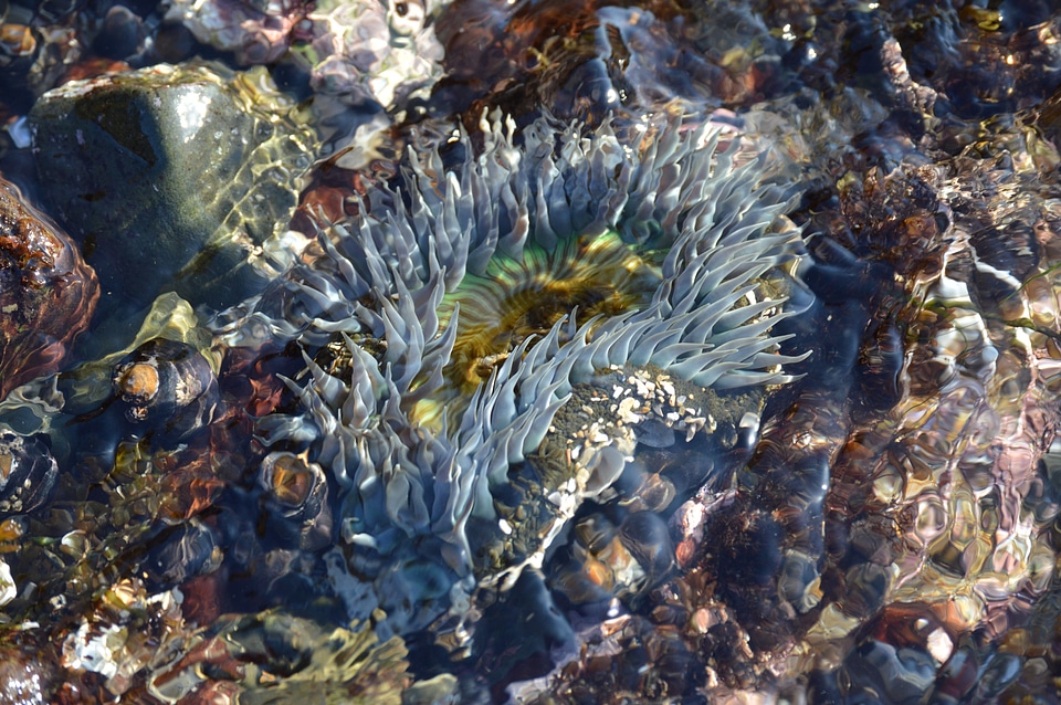 Underwater marine aquatic