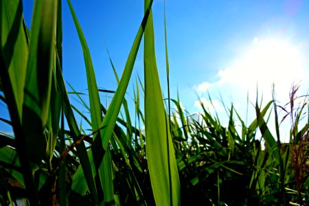 PUBLIC DOMAIN DEDICATION Digionbew 10 June July 25-06-16 Reeds Under Blue Skies LOW RES DSC02575 photo