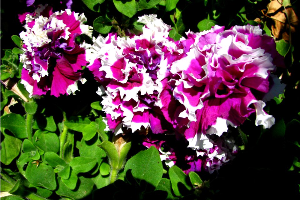 Magenta-and-white Ruffled Flowers