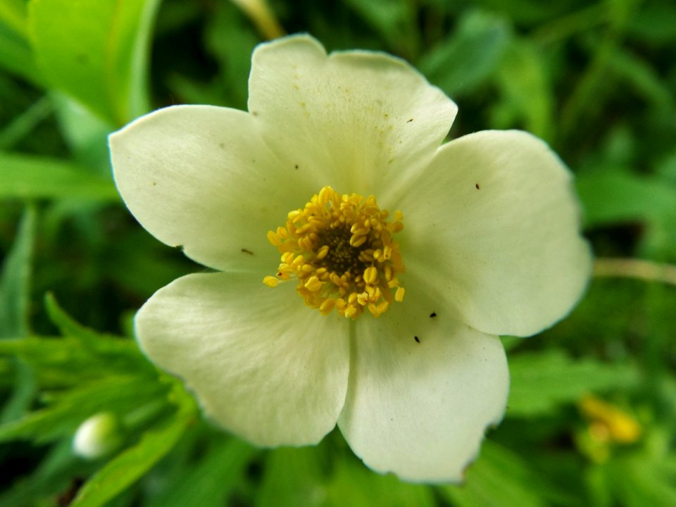 Wood Anemone In The Shade