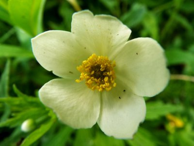 Wood Anemone In The Shade
