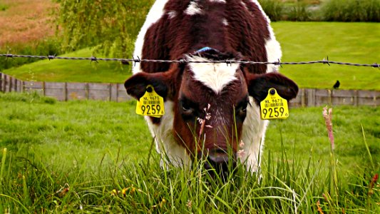 FUJI BEW ORIG 2 - Digionbew 8 June 12-06-16 - Calf At Fence LOW RES S1440351 photo