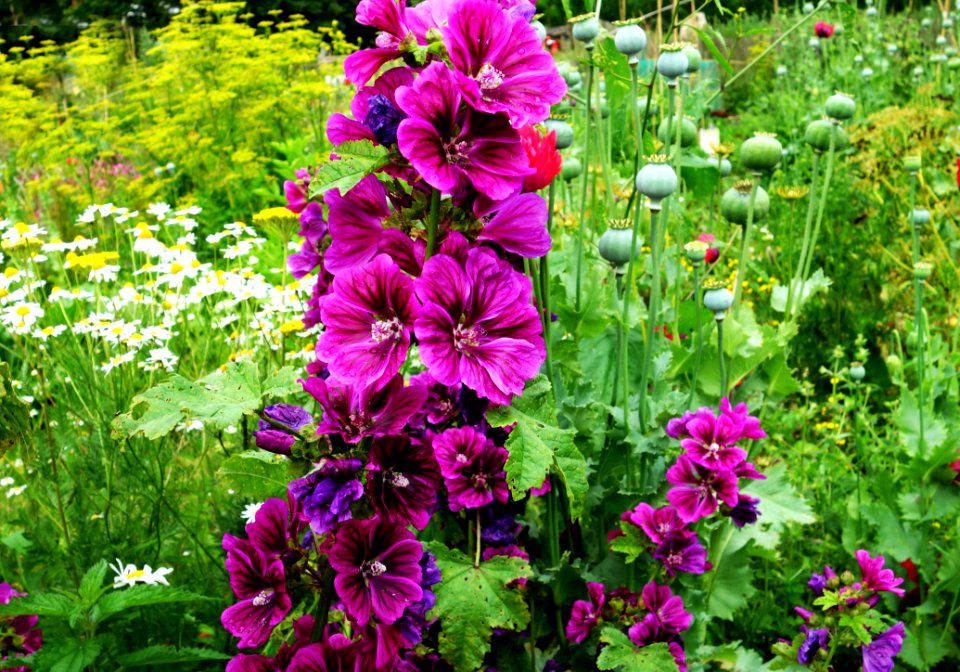 PUBLIC DOMAIN DEDICATION Digionbew 10 June July 25-06-16 Hollyhock And Poppy Seed Pods LOW RES DSC02465