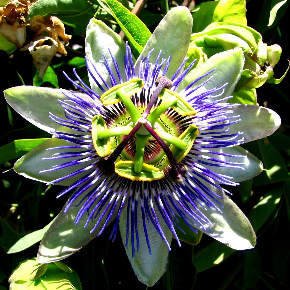 Blue-and-white Passionflower