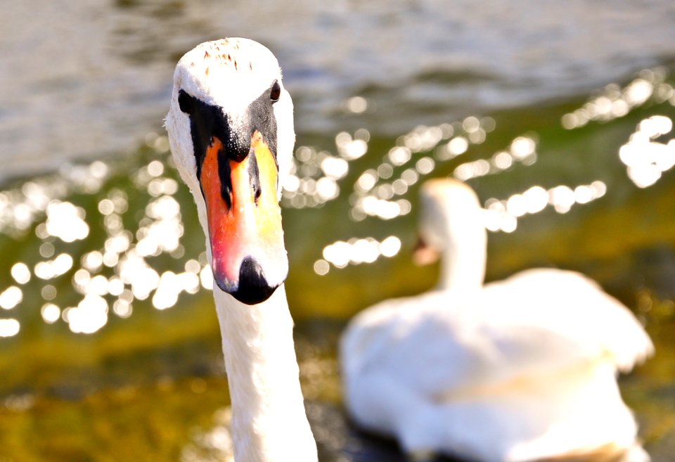 White Swan Head Closeup