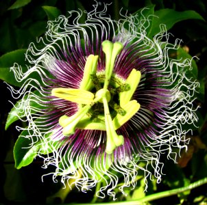 Passionflower Center