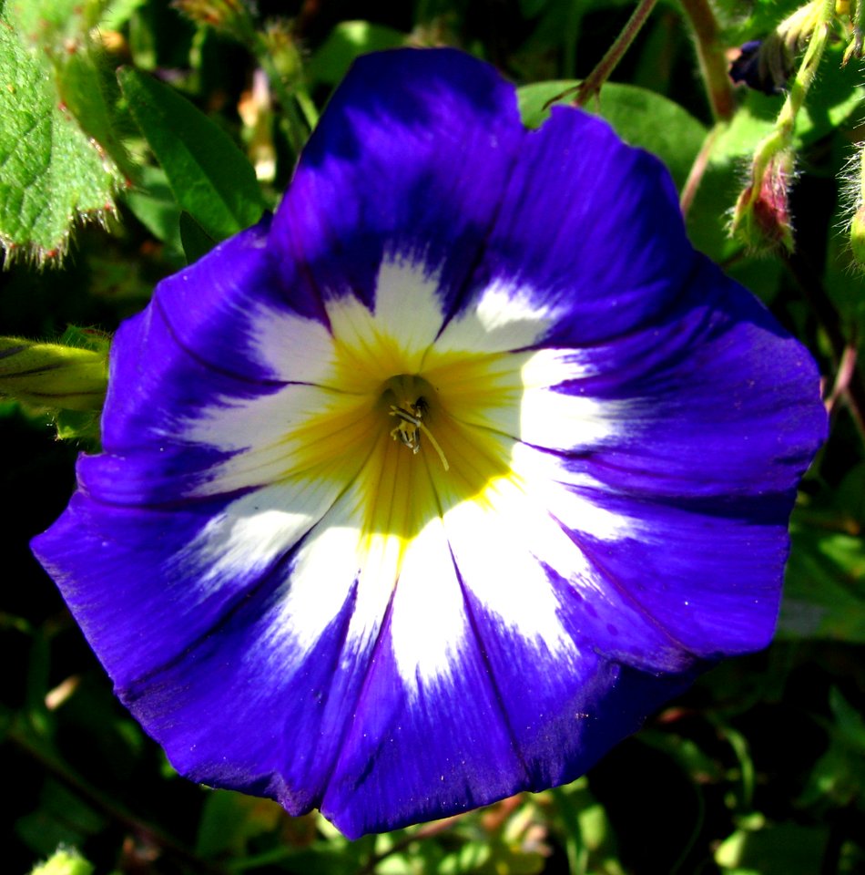 Morning Glory Variant 2