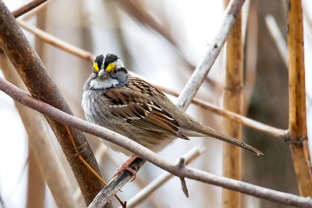 Oiseau (Bruant  Gorge Blanche) 020