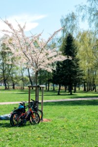 Cherry Blossom